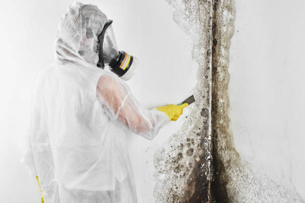 Best Mold Removal for HVAC Installations  in Chesterbrook, PA